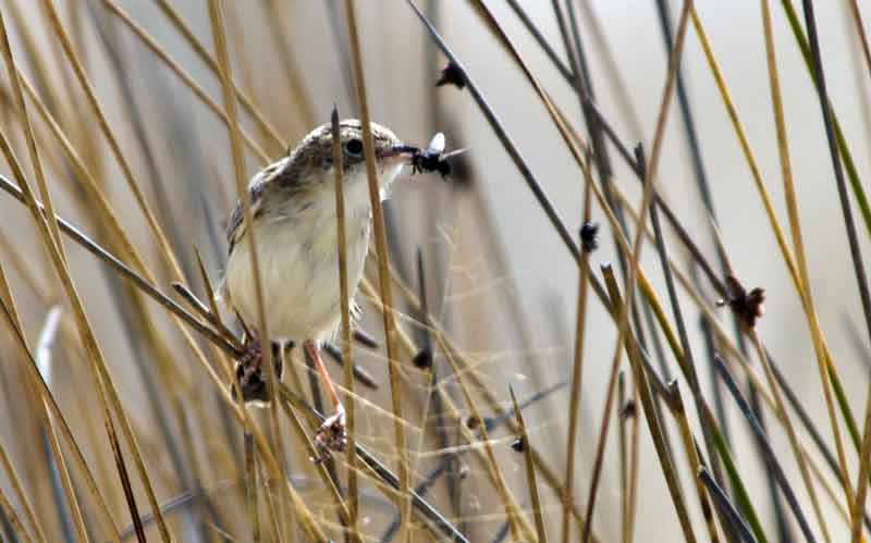 Gray-Backed Cisticola - parque nacional de Etosha - Namibia 1.jpg